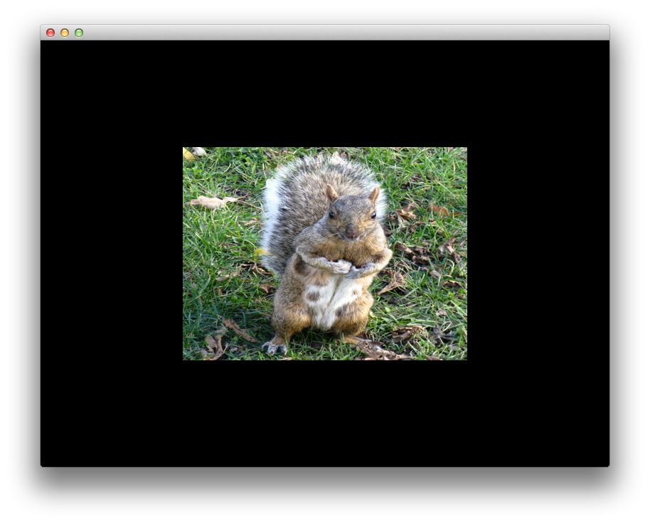 Squirell image distortion